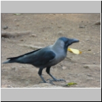 House crow.jpg